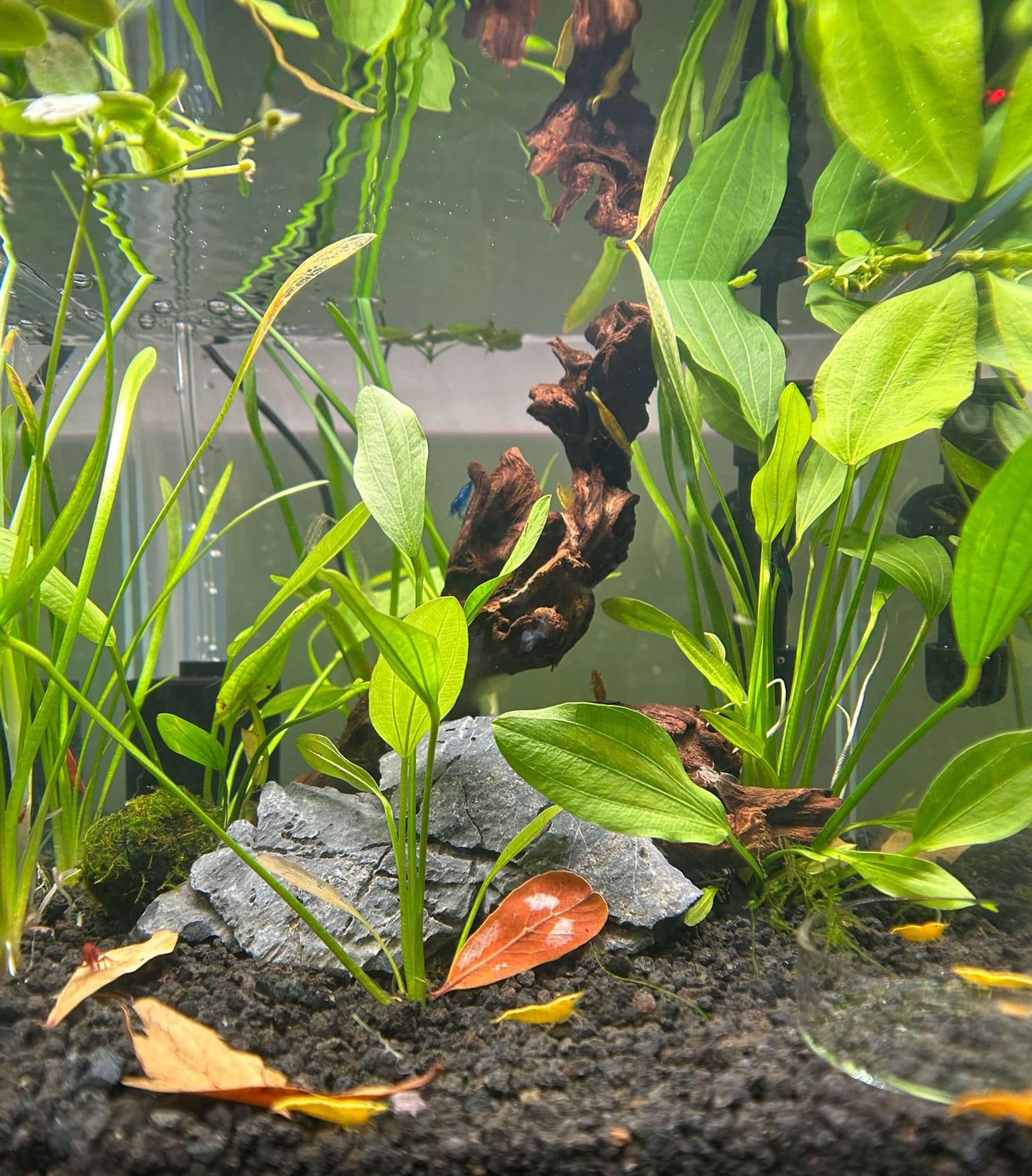 Photo of plants and cherry shrimp.