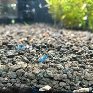Photo of Blue Dream shrimp