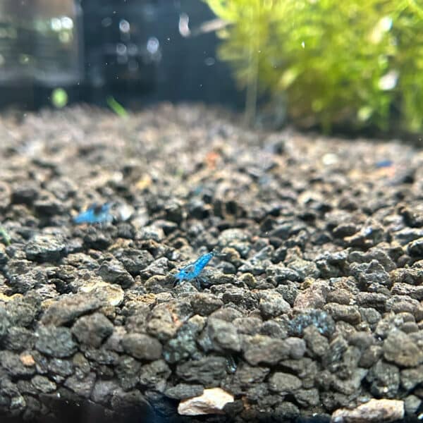 Photo of Blue Dream shrimp