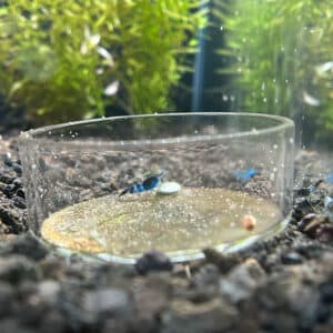 Photo of Blue Rili shrimp