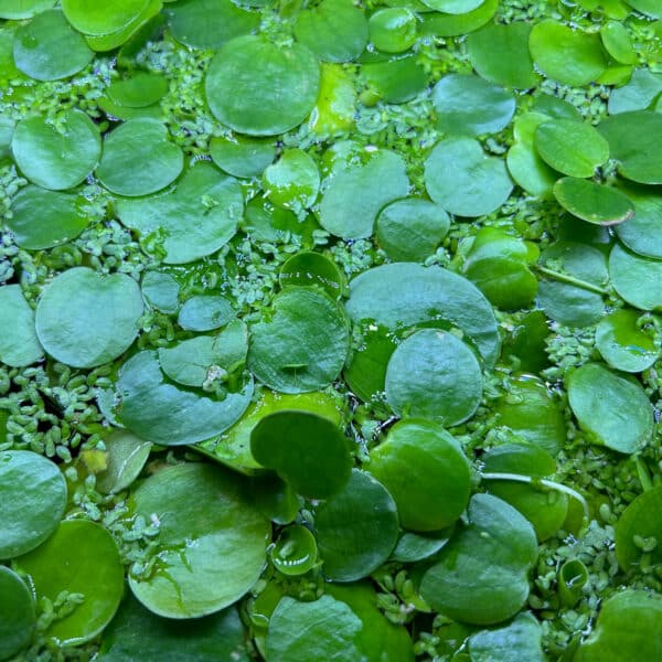 Photo of Frogbit