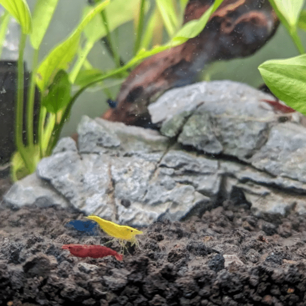 Photo of plants and cherry shrimp.