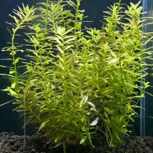 Photo of Rotala Rotundifolia