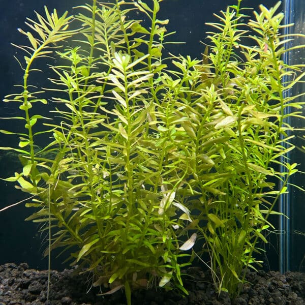 Photo of Rotala Rotundifolia