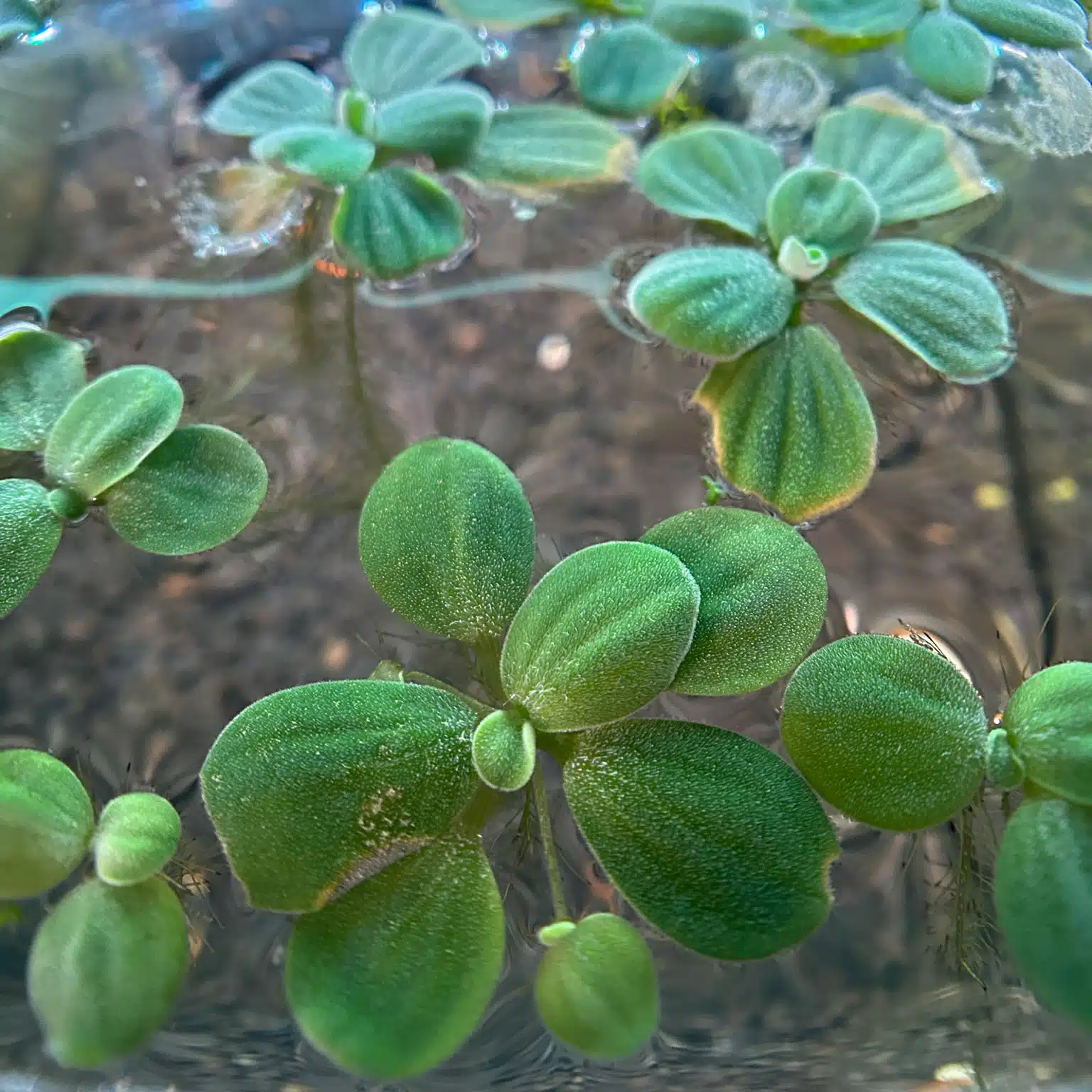 Dwarf Water Lettuce for Shrimp Tanks | Chicago Neocaridina, image size:1536x1536